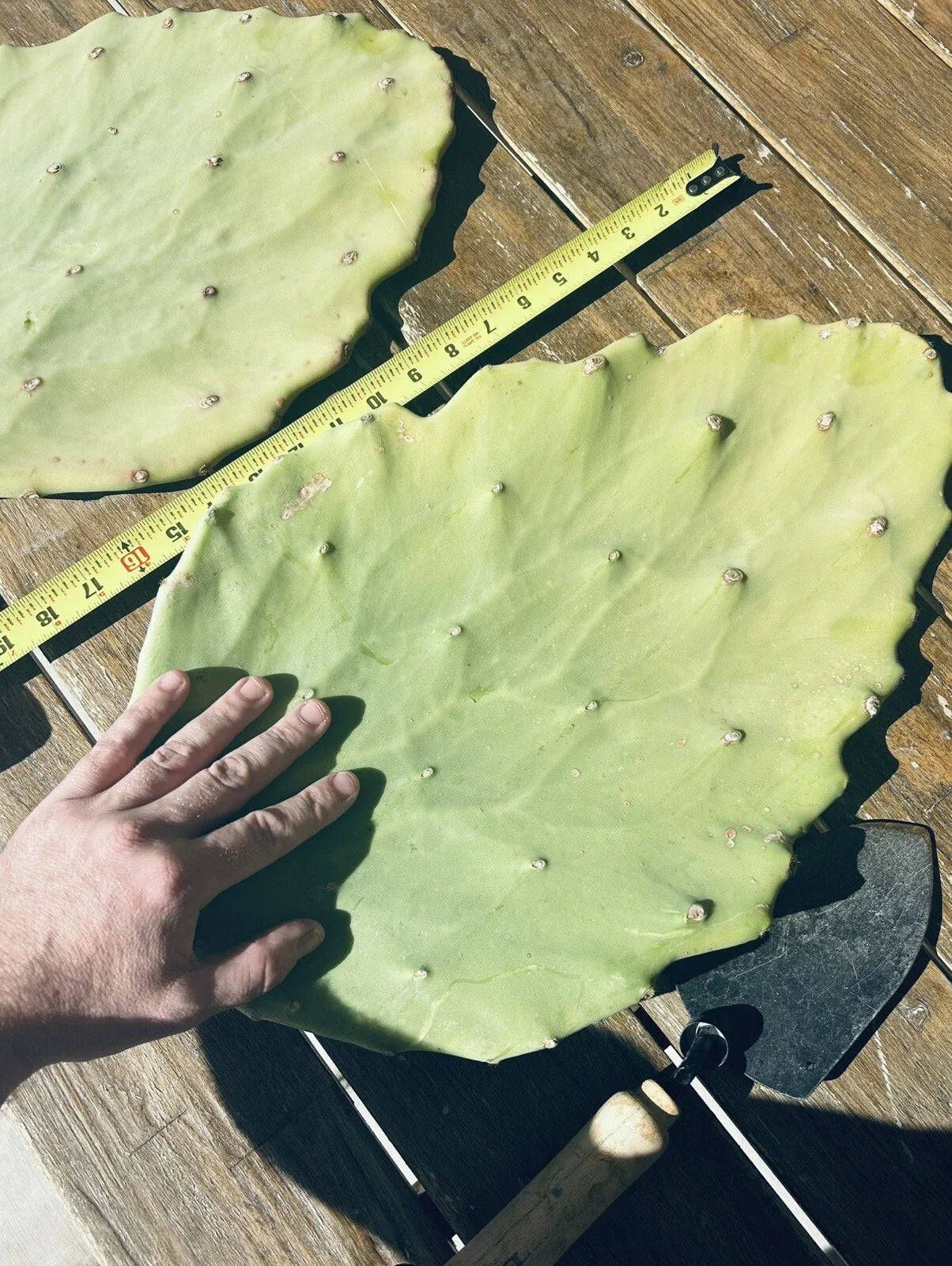 Opuntia Gomei Cuttings - Old Mexico Pear Cactus Pads (6"-10") - Succulent Plant for Home and Garden Decor
