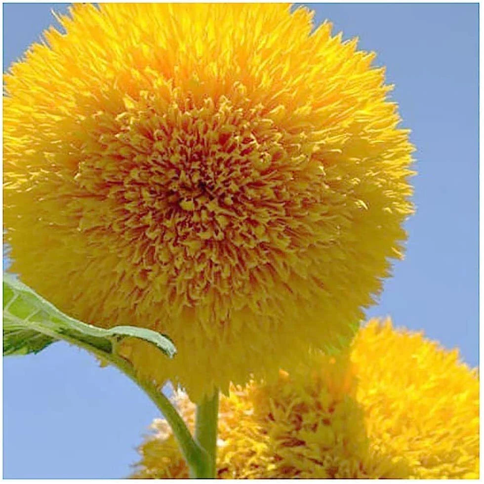 Teddy Bear Sunflower Seeds | 50+ Seeds | Exotic Garden Flower | Helianthus annuus
