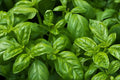 Sweet Basil Seeds, NON-GMO, Easy Grow Herb, Ocimum basilicum, Free Shipping