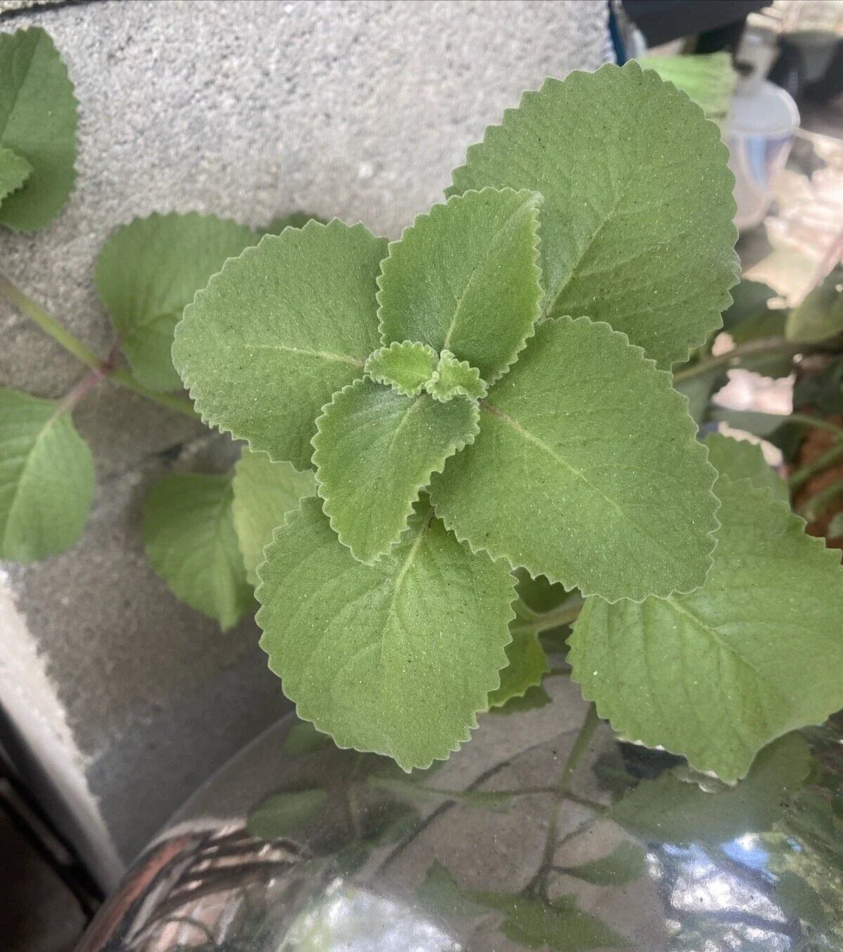 Cuban Oregano Plants - 3 Rooted Cuttings + 10 Bonus Leaves - Mexican Mint - Spanish Thyme - Plectranthus amboinicus