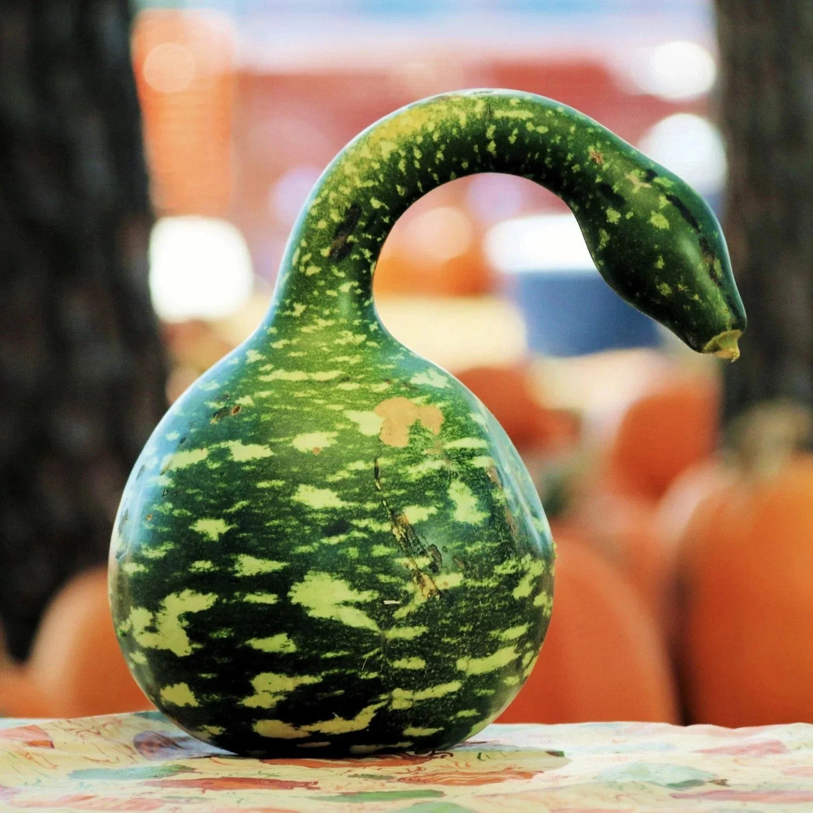 Speckled Swan Gourd Seeds - Ornamental Variety for 2025 Planting - Lagenaria siceraria