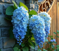 Blue Weeping Wisteria Vine Seedling - 1 Year - Blue Flowers - Wisteria floribunda