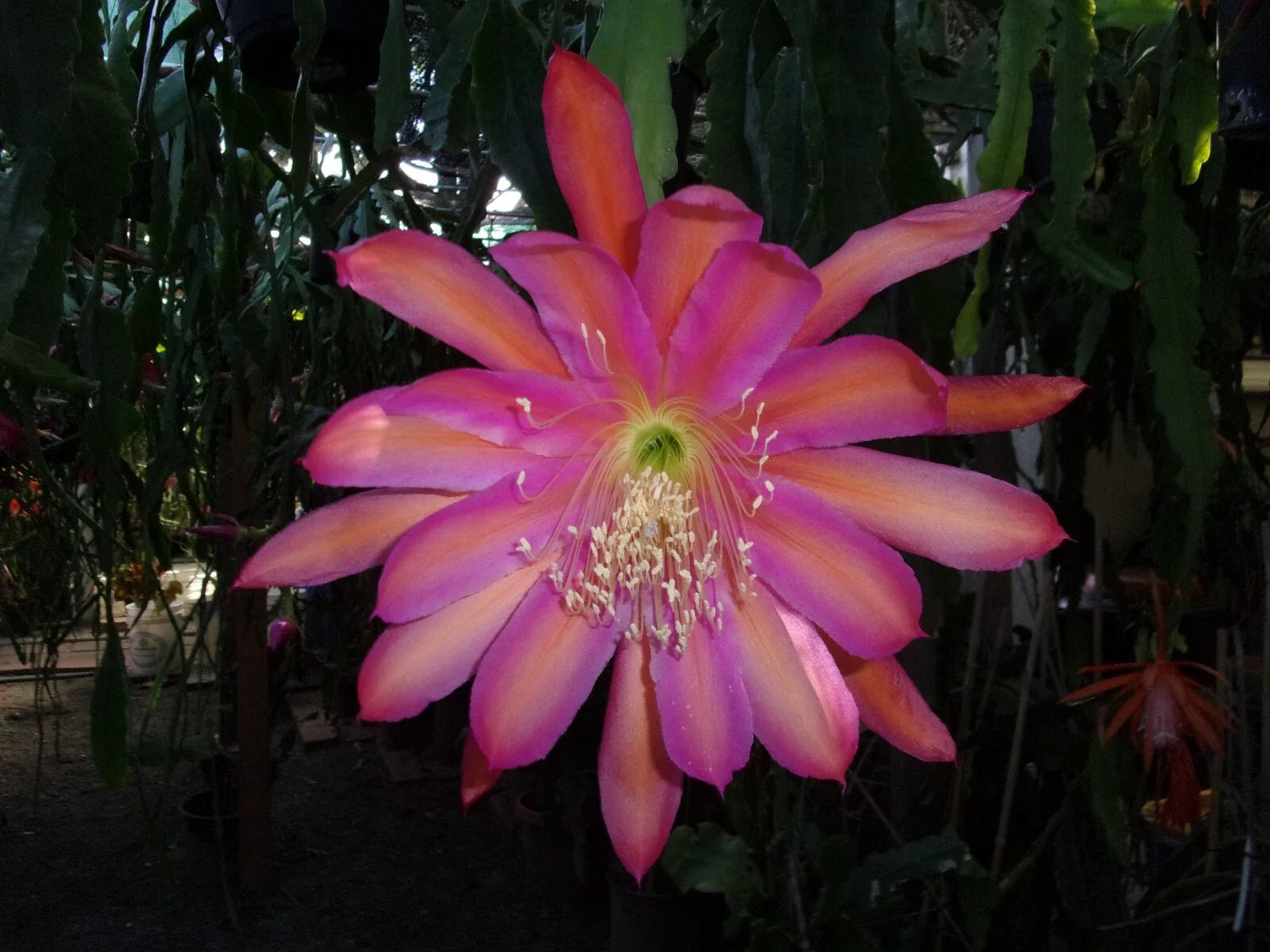 Epiphyllum Orchid Cactus Cutting - TEQUILA SUNRISE Variety - Exotic Houseplant - Ideal for Gardening and Home Decor