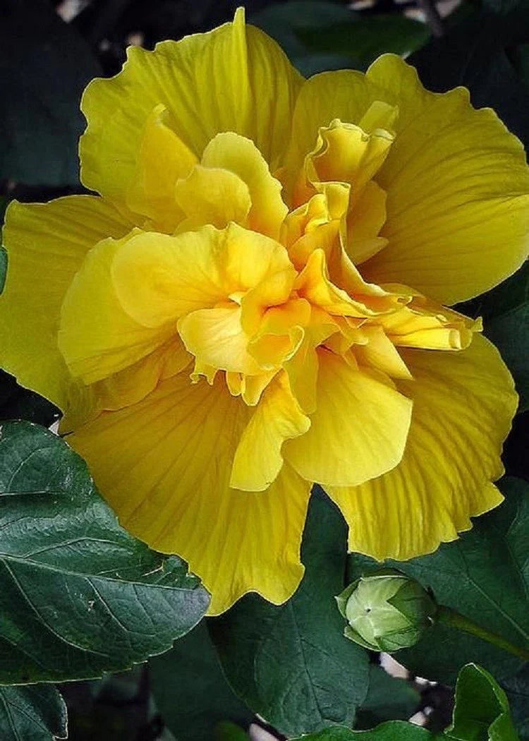 Double Yellow Hibiscus Seeds - 20 Perennial Flower Seeds for Exotic Garden - Hibiscus rosa-sinensis