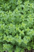Oregano Seeds 1000 Count, Oregano GL, Origanum vulgare var. hirtum, Culinary Herb for Gardening