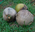 Coconut Palm Tree Craft Coconuts - 2 Pack - Florida Grown Cocos Nucifera