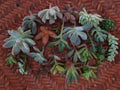 20 Assorted Succulent Cuttings 2" Organic Live Plant Trimmings for DIY Arrangements, Variety Pack