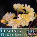 Golden Yellow Lewisia Seeds - 35 or 100 Non-GMO Flower Seeds for Garden - Lewisia rediviva