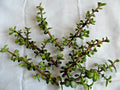 Lot of 6 Spekboom Cuttings - Portulacaria afra with Red Stems - 6" Length - Fresh Succulent Plant Cuttings