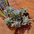 Dudleya gnoma Succulent Plant, 3" Green Rare Live Plant, Imported Rare Succulent, Unique Indoor Plant
