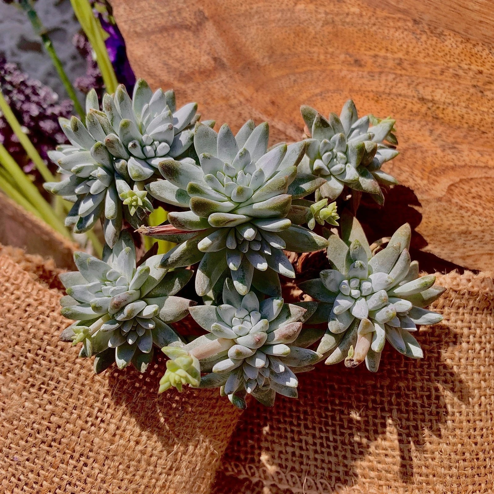 Dudleya gnoma Succulent Plant, 3" Green Rare Live Plant, Imported Rare Succulent, Unique Indoor Plant