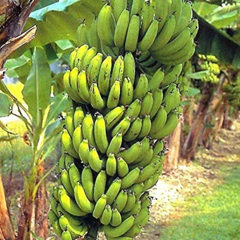 Gran Nain Banana Tree Starter Plant - Musa acuminata - Rooted - Popular Banana Variety for Home Garden