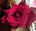 Live Cuttings - Very Dark Red Velvety - 3 Gotta Have It Red! - Perfect for Propagation, Home Decor
