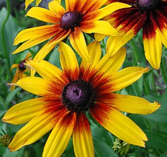 Gloriosa Daisy Seeds 2000+ Biennial Wildflower Garden Flowers for Bees - Rudbeckia hirta