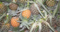 Cayena Lisa Pineapple Seeds - 15+ Pack for Garden Planting - Ananas comosus - USA - Free Shipping