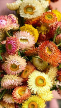 Helichrysum Seeds - Double Mix Strawflower - 25 Seeds for Gardening and Flower Arrangements, Helichrysum bracteatum