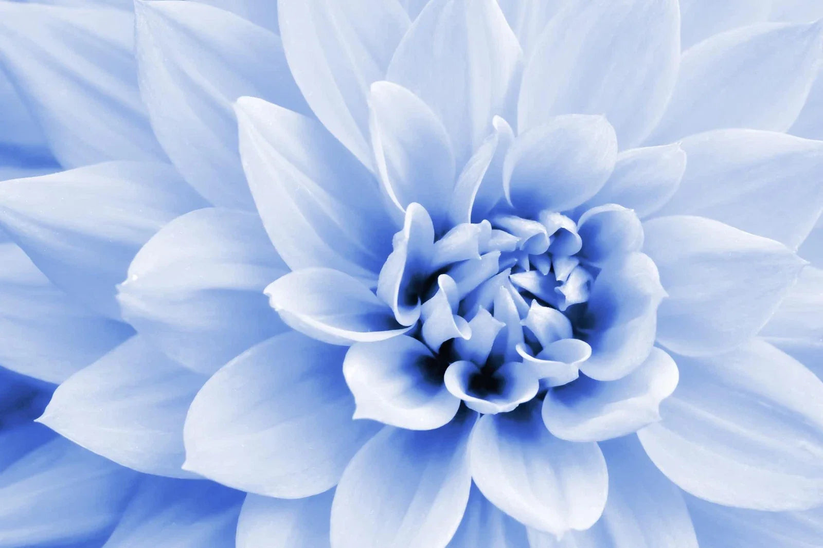 Polar Bear Dahlia Flower Seeds (50 Seeds) - White Blooms - Made in USA, Ships from Iowa - Dahlia pinnata