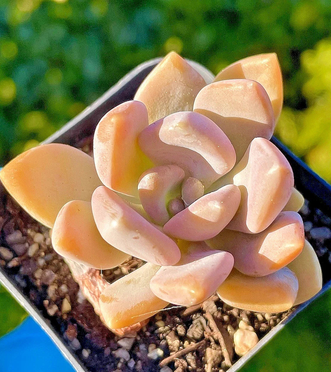 Rare Succulent Baby Plant 1.5-Inch Graptophytum 'Supreme' Orange-Pink Color - Fully Rooted Live Plant, Ideal for Collectors