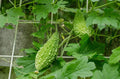 Bitter Gourd Vine Seeds - 20 Pack - Green Bitter Melon - Momordica charantia