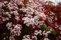 Pink Jasmine Starter Plant - Jasminum Polyanthum - Extremely Fragrant Rooted Plant for Gardens and Indoors