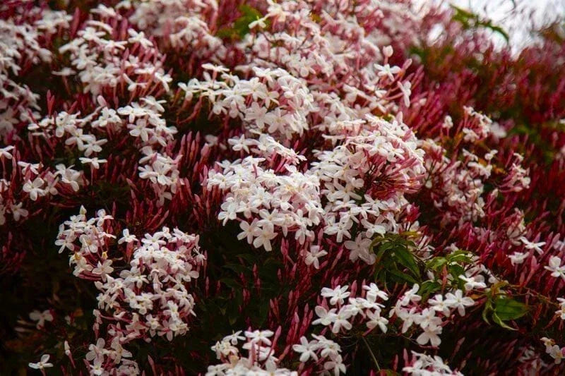 Pink Jasmine Starter Plant - Jasminum Polyanthum - Extremely Fragrant Rooted Plant for Gardens and Indoors
