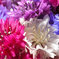 Dwarf Bachelor Button Seeds - Polka Dot Mix - Non-GMO Heirloom - Perfect for 2025 Planting
