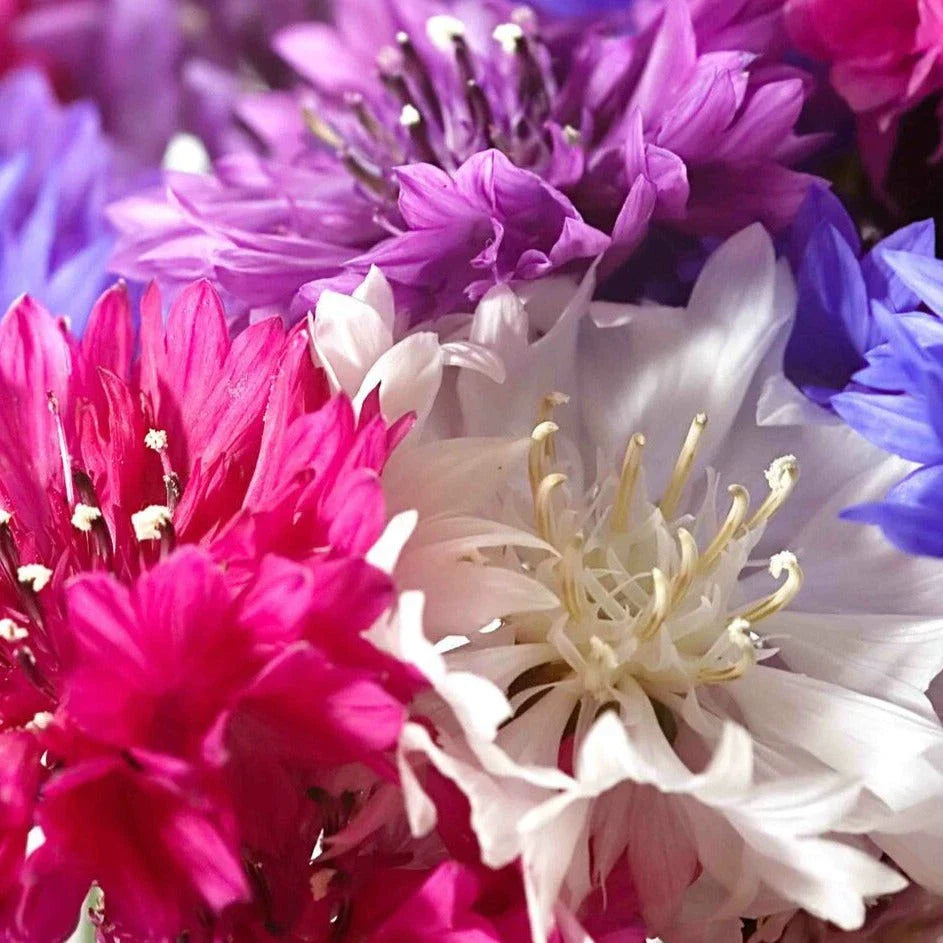 Dwarf Bachelor Button Seeds - Polka Dot Mix - Non-GMO Heirloom - Perfect for 2025 Planting