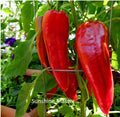 Red Italian Long Marconi Sweet Pepper Seeds - NON-GMO Vegetable Garden Seeds - Capsicum annuum
