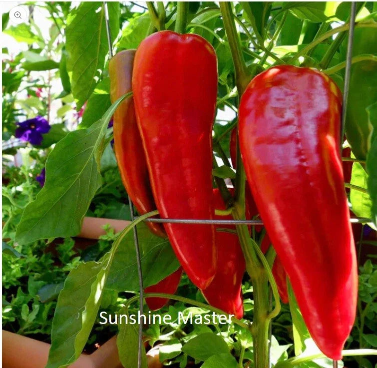 Red Italian Long Marconi Sweet Pepper Seeds - NON-GMO Vegetable Garden Seeds - Capsicum annuum