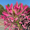 Cerise Spider Seeds, 100 Pack, Clome Spinosa Perennial, US Seller, Attracts Butterflies & Bees