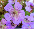 Magical Joy Geranium Seeds - 25+ Pack for Garden Planting - Pelargonium hortorum - USA Grown