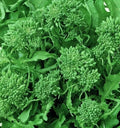 Broccoli Seeds 500+ Spring Raab Rapini Non-GMO Vegetable Seeds for Garden (Brassica rapa)