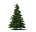 Balsam Fir Tree Seeds - 50 Pack - Abies balsamea - Ideal for Planting and Reforestation
