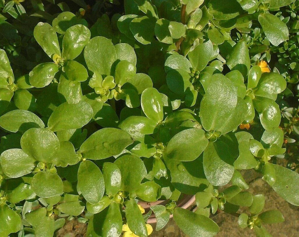Golden Purslane Seeds - High Omega 3 - Portulaca Sativa - Non-GMO, Tracking Included