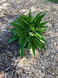 Comfrey Root Cuttings - 5 Pack Russian Bocking 14 - Freshly Dug (Symphytum × uplandicum) 1-3 Inch