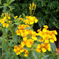 Mexican Tarragon Seeds - Aromatic Herb for 2025 Planting - Tagetes Lucida - Spanish Mint Seeds