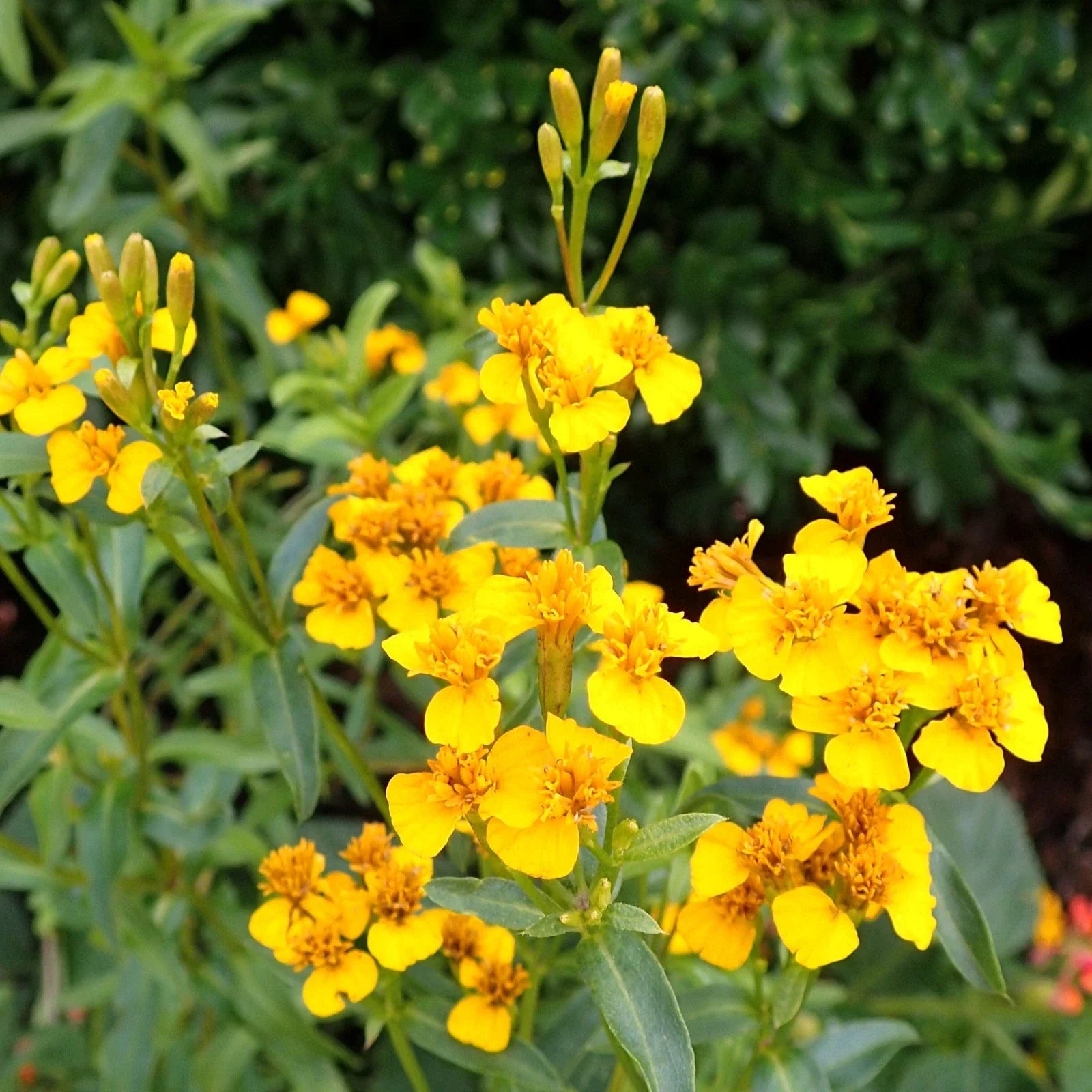 Mexican Tarragon Seeds - Aromatic Herb for 2025 Planting - Tagetes Lucida - Spanish Mint Seeds