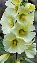 Giant White Hollyhock Seeds - 50 Pack, Hardy Perennial, Easy to Grow, Alcea rosea, USA Seller