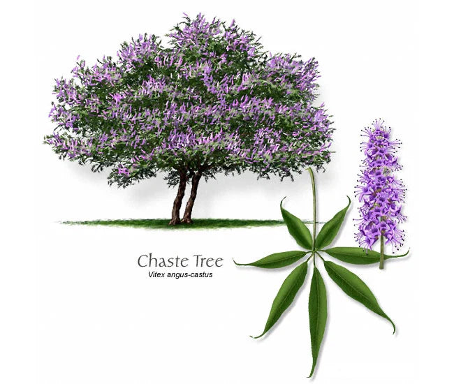 Vitex Agnus-Castus Cuttings - 12 Thin Blue-Purple Chaste Tree Cuttings for Rooting and Grafting