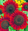 Sunflower Seeds for Planting 50 Count - Easy to Grow Varieties - Helianthus annuus