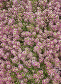 Dwarf Pink Alyssum Seeds - 4" Groundcover, Fragrant, Non-GMO, 1000 Seeds, Sweet Alyssum (Lobularia maritima)