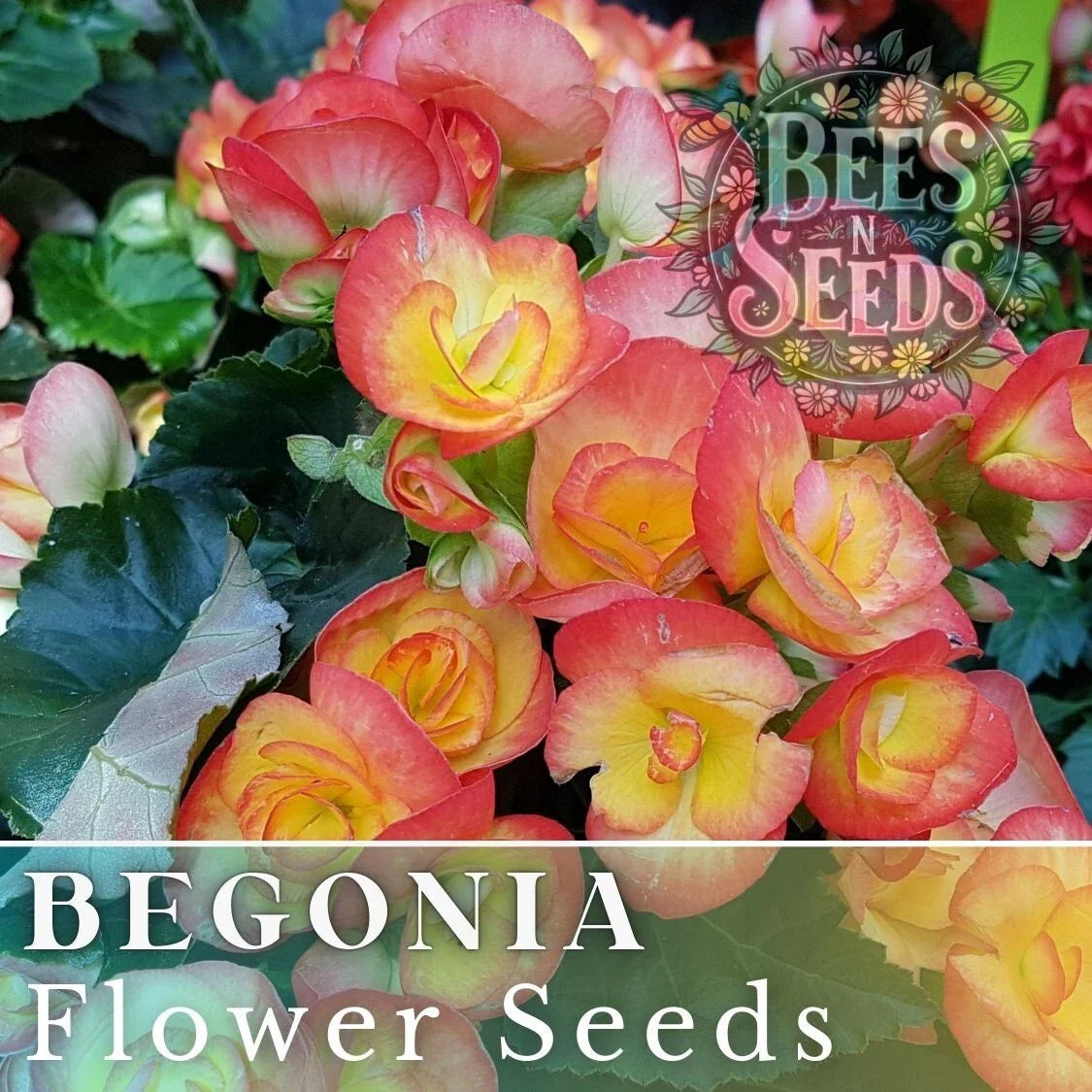 Coral Mosaic Begonia Seeds - 45 or 125 Non-GMO Flower Seeds - Begonia 'Coral Mosaic'