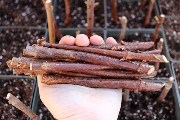 Elderberry Cuttings 5-Pack | Sambucus Nigra | Unrooted Plant Cuttings
