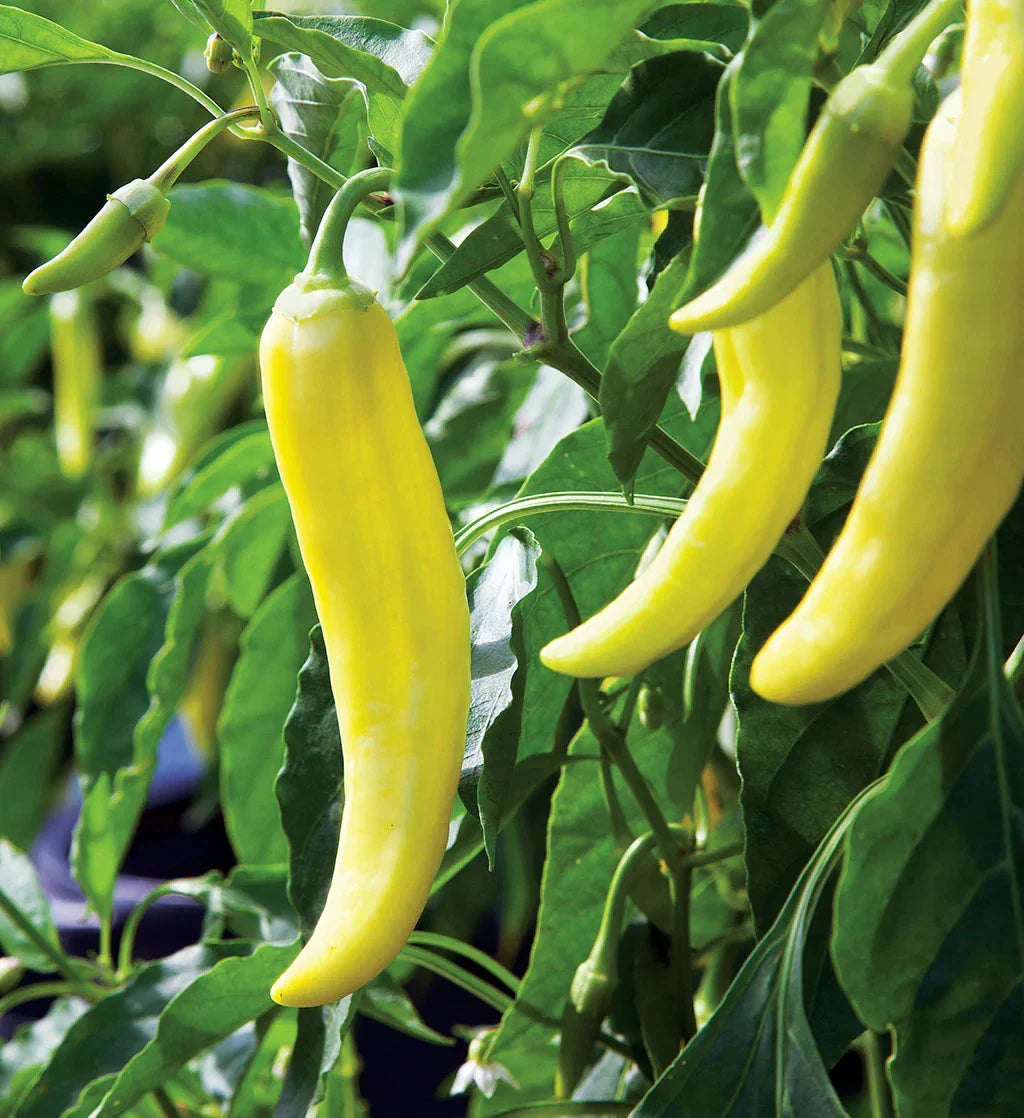 Banana Pepper Seeds 100+ Count Mild Yellow 500 Scoville Capsicum annuum
