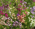 Snapdragon Seeds - Fairy Bouquet Mix Dwarf 5000 Seeds Linaria marroccana - Colorful Annual Flower Mix for Gardens
