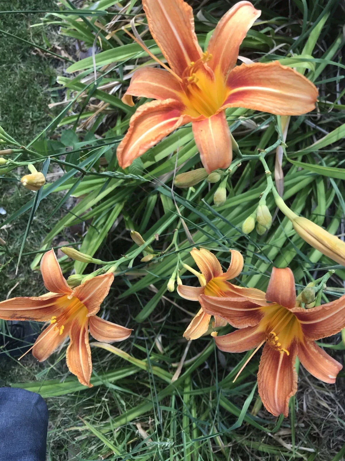 Orange Daylily Plants - 5 Roots - Hemerocallis fulva - Hardy, Drought-Tolerant, Pollinator-Friendly, 24-30 inches, Mid-Summer Blooms