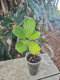 Fiddle Leaf Fig Plant 3.5" Pot Live Ficus Lyrata Indoor Houseplant