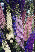 Delphinium Seeds - 25 Perennial Seeds - Pacific Giant Mix - Delphinium spp.