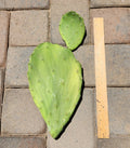 Opuntia Gomei Old Mexico Prickly Pear Cactus Pad Cutting - Edible Cactus Segment for Gardening and Planting