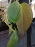 Philodendron Cuttings - Mican Velvety - 3 Cuttings - Philodendron micans